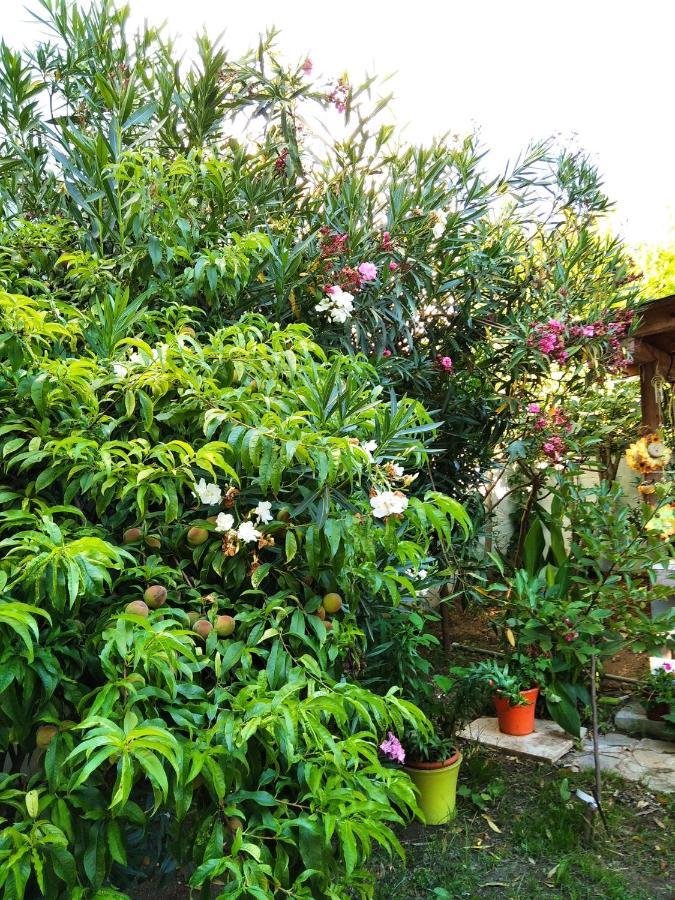 Villa Alekos Liménasz Kültér fotó